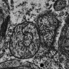 Estudo inédito decifra mecanismo-chave da comunicação celular entre mitocôndria e núcleo na resposta a estresses das plantas