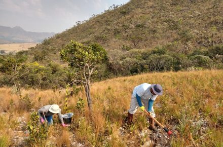 Brazilian biodiversity hotspot harbors beneficial bacteria capable of capturing and making phosphorus available to plants