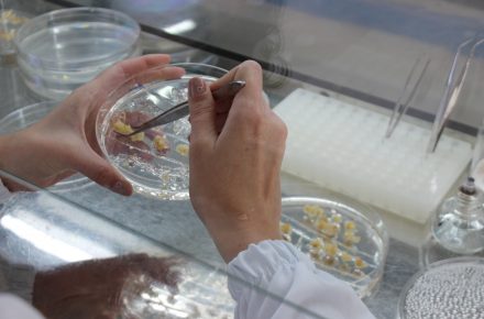 Inovação na edição genômica do milho tropical pode acelerar a pesquisa agrícola no país